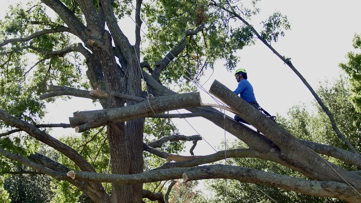 Professional Crown Thinning performed by certified arborists in Putney